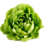 Photo of Lettuce Butter