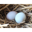 Photo of Duck Eggs Ea