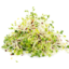 Photo of Crunchy Broccoli Sprout 100g