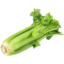 Photo of Celery Bunch