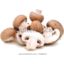Photo of Mushrooms Champignon Loose