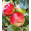 Photo of CHEMICAL FREE TAS Lady In The Snow Apples C/F Kg