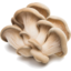 Photo of Mushrooms Shiitake Punnet