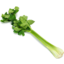 Photo of Celery - Stick