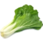 Photo of Bok Choy Chinese Cabbage