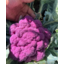 Photo of Cauliflower Purple