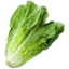 Photo of Lettuce Cos Midi