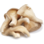 Photo of Mushrooms Oyster