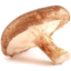 Photo of Shitake Mushroom