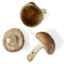Photo of Mushrooms Exotic