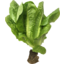 Photo of Lettuce - Baby Cos