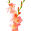 Photo of Gladioli flowers