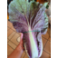 Photo of Cabbage Chinese Red