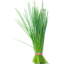 Photo of Herb - Chives Bunch