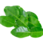 Photo of Kaffier Lime Leaves