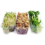 Photo of Healthy Sprout Company 3 In 1 Sprout Combo
