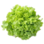Photo of Lettuce Oak