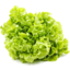 Photo of Lettuce Green Oak (Each).