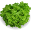 Photo of Fancy Lettuce Green- Biondi