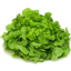 Photo of Lettuce Oak Leaf Green Ea