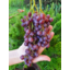 Photo of Grapes Red Flame Seedless