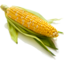 Photo of Corn Cob Single
