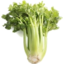 Photo of Celery Organic