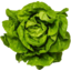 Photo of Lettuce Buttercrunch Green