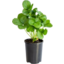 Photo of Strawberry Plant Ea