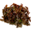 Photo of Lettuce Oak Leaf Red Ea