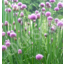 Photo of Select Seeds Seeds - Chives