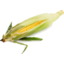 Photo of Corn