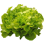 Photo of Lettuce Hydroponic Ea