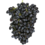 Photo of Black Grapes