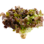 Photo of Lettuce - Red Oak