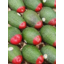 Photo of Avocados Ecoganic(Red Tip)