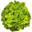 Photo of Lettuce Coral Green Hydroponic