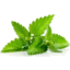 Photo of Hydro Produce Mint