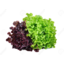 Photo of Lettuce Red or Green Oak