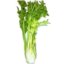 Photo of Celery Bunch 1/2