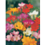 Photo of Bulb Freesia Swt Scnt Mix A