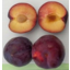 Photo of Plums Fortune