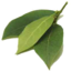 Photo of Herbs - Bay Leaves