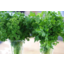 Photo of Parsley Per Bunch